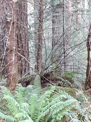 Dendragapus fuliginosus