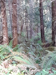 Dendragapus fuliginosus