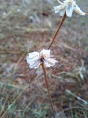Armeria maritima sibirica