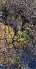 Ferocactus flavovirens