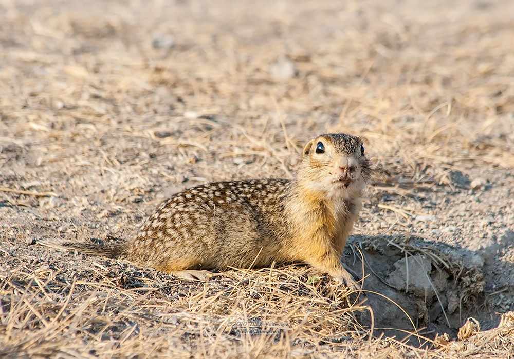 Крапчатый суслик (Животный мир Молдовы) · iNaturalist