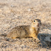 Speckled Ground Squirrel - Photo (c) Alexander Yakovlev, some rights reserved (CC BY-NC), uploaded by Alexander Yakovlev