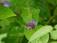 Neuracanthus sphaerostachyus