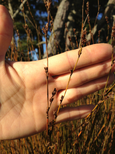 Apodasmia similis (Edgar) B.G.Briggs & L.A.S.Johnson