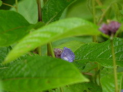 Neuracanthus sphaerostachyus