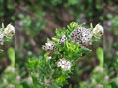 Phylica litoralis