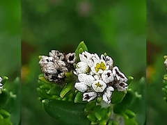 Phylica litoralis