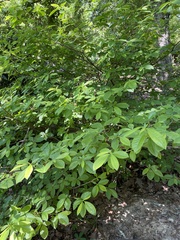 Rhododendron prunifolium