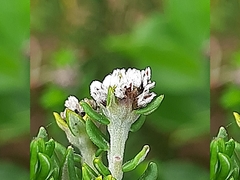 Phylica litoralis