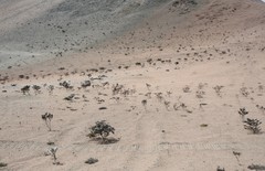 Nolana aplocaryoides