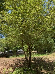 Crataegus aestivalis