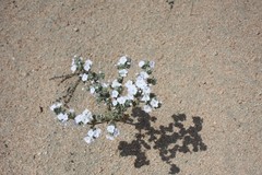 Nolana aplocaryoides