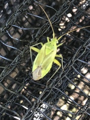 Closterotomus