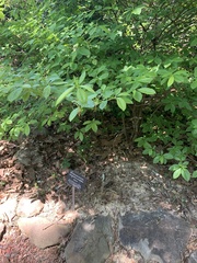 Rhododendron prunifolium