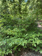 Rhododendron prunifolium