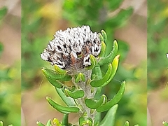 Phylica litoralis