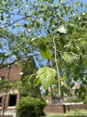Betula nigra