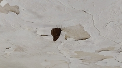 Hypolimnas bolina