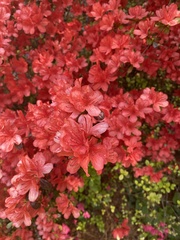 Rhododendron simsii