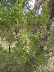 Juniperus virginiana