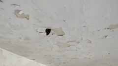 Hypolimnas bolina