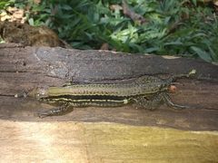 Holcosus niceforoi
