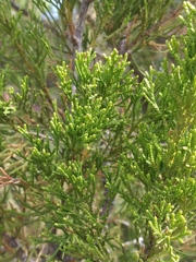 Juniperus virginiana