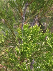 Juniperus virginiana