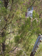 Juniperus virginiana