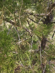 Juniperus virginiana