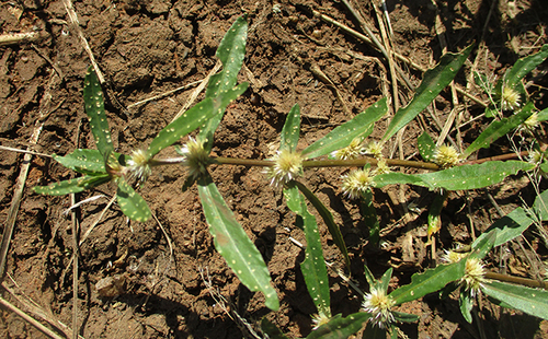 Alternanthera sessilis image