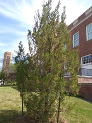 Juniperus virginiana