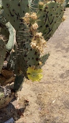 Opuntia lasiacantha