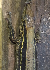 Holcosus niceforoi