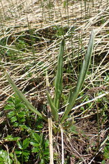Plantago macrocarpa