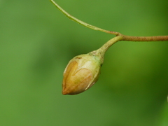 Azanza lampas