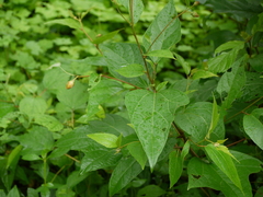 Azanza lampas