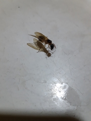 Camponotus sexpunctatus