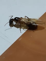 Camponotus sexpunctatus