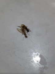 Camponotus sexpunctatus