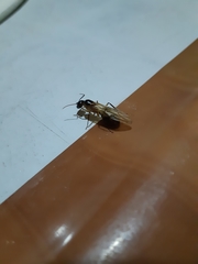 Camponotus sexpunctatus