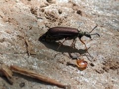 Pomphopoea