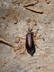 Pomphopoea