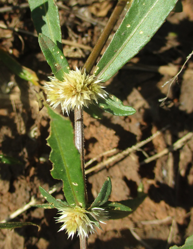 Alternanthera sessilis image