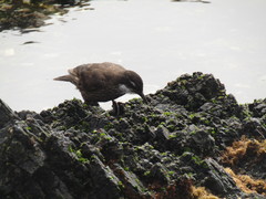 Cinclodes nigrofumosus