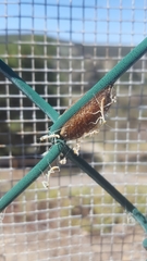 Stagmomantis limbata
