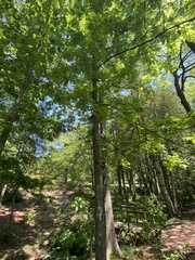 Carya myristiciformis