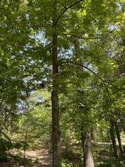 Carya myristiciformis