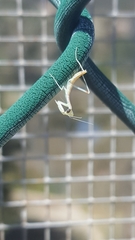 Stagmomantis limbata