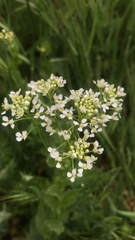 Lepidium draba